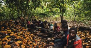 Švajcarsku čokoladu prave deca robovi: Sud razotkrio monstruoznu istinu