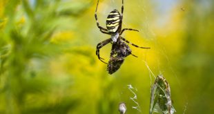 Pauk kao inspiracija: Likovni konkurs za đake posvećen čuvaru livada